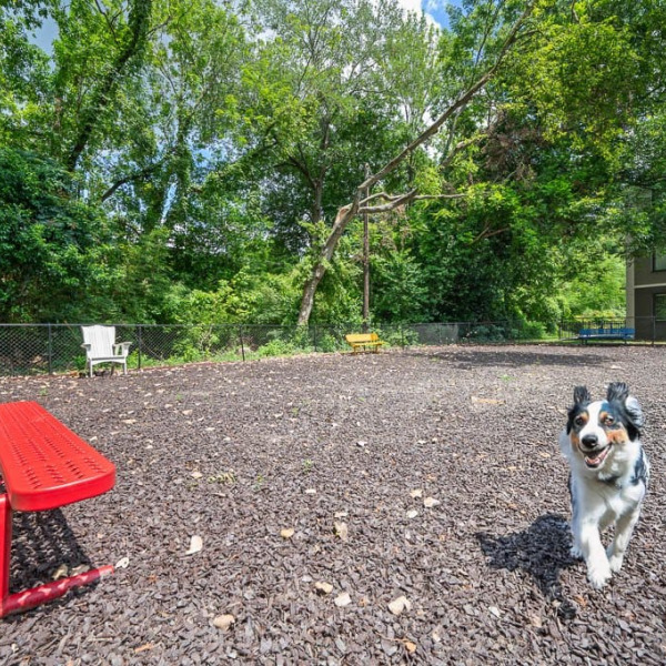 Dog Park